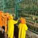 2024六福村勇闖猛獸趣味路跑 元旦奔向猛獸趣