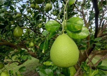 臺南市文旦評鑑大賽60名入選 外觀、肉質、農藥零檢出等皆成標準