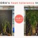 顛覆稻米種植:ALORA如何在極端高温下實現2555%的產量增長