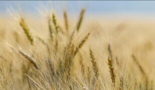 Cereals Canada 發佈《2025 年全新小麥農作物報告》(2025 New Wheat Crop Report)