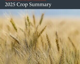 Cereals Canada 發佈《2025 年全新小麥農作物報告》(2025 New Wheat Crop Report)