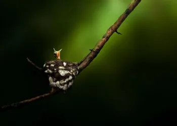 來自全球 107 個國家、共 10,925 件作品　第四屆 ColorPro Awards 國際視覺藝術創作大賽決選名單曝光