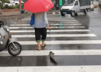 （有片）老人家牽繩遛「魚」　網友「寵物還是食物？」