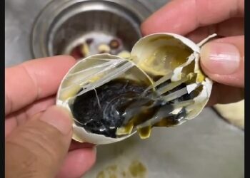 民眾買到黑色發臭雞蛋被稱假消息 陳美雅替民眾出聲澄清