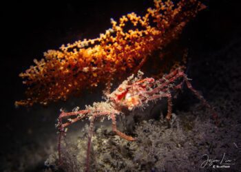 海科館「揭祕潮境過去與未來-海洋保育論壇暨2023 Image Bay攝影賽　曾約有65艘沉船及發現罕見海洋生物