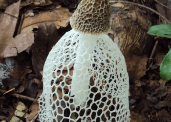 林下經濟再添新品項 「竹笙」、「絞股藍」、「臺灣白及」為地方特色產業注入新活水