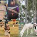 台東景點|原來鹿野還可以這樣玩!台版小奈良、特產紅烏龍讓你愛上不一樣鹿野