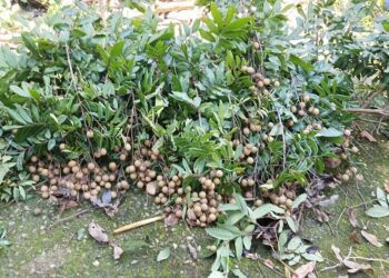 中寮龍眼文化季 8/26盛大開幕