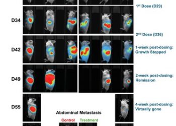 Lunai Bioworks 在臨床前人源化模型內，實現原發性和轉移性胰臟腫瘤的完全消退，標誌為同種異體癌症免疫療法的突破