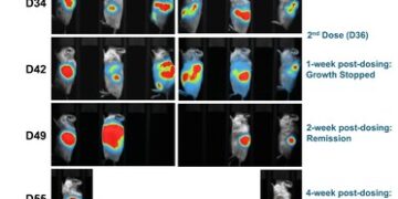 Lunai Bioworks 在臨床前人源化模型內,實現原發性和轉移性胰臟腫瘤的完全消退,標誌為同種異體癌症免疫療法的突破