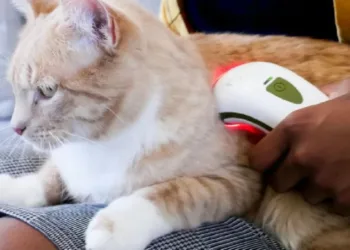 華鋒科技將於寵物展展示寵物居家護理光療儀 Photizo Vetcare