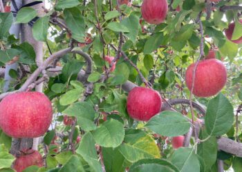 日本農業株式會社頂級葉熟蘋果甜脆風味再定義 年節禮盒臻選 蘋安祝寓溫暖至心