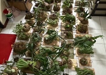 店家65株名貴「鹿角蕨」不翼而飛 竊嫌犯案過程「露馬腳」遭警送辦