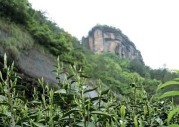 武夷茶的前世今生——略談岩茶岩骨花香之骨