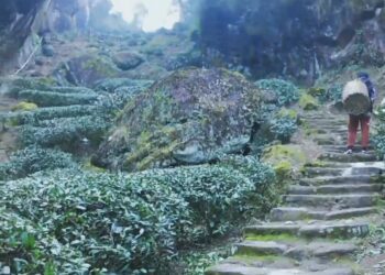 橄欖香草千層｜白雲岩 石乳