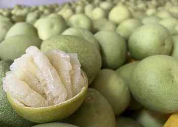 麻豆40年老欉文旦聯名插畫家、書法家　推「精品包裝」送禮有面子！