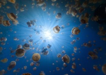 極致帛琉海洋天堂　華航每週4班獨家直飛