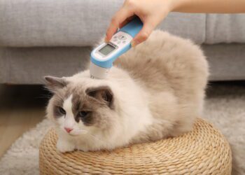 PetiMeti以「守護它　從家開始」的品牌願景　於台北寵物節發表智能體溫按摩梳　重新定義寵物居家照護