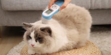 PetiMeti以「守護它　從家開始」的品牌願景　於台北寵物節發表智能體溫按摩梳　重新定義寵物居家照護