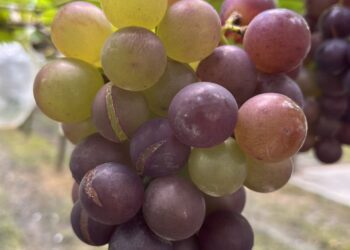 豪雨造成巨峰葡萄災損 縣府9月13日函請中央列入現金救助