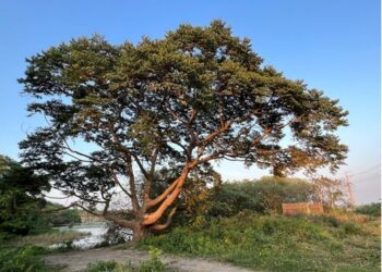 賞鳥好地點公布 大樹舊鐵橋濕地象鼻子秘境