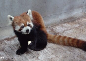 日本小貓熊「未來」順利抵臺　將協助臺北動物園繁衍後代