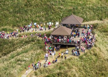 2023草嶺古道芒花季詩意登場 共賞秋日芒花浪漫