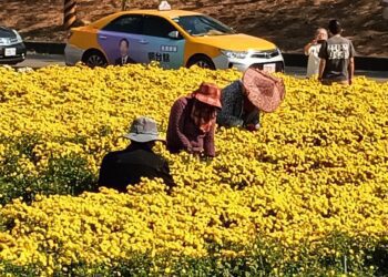 2023銅鑼杭菊芋頭節登場 花海美景、在地美食吸引遊客造訪