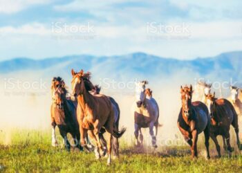 開車被＂馬＂撞到卻不能求償？飼主稱馬也是＂交通工具＂！ 