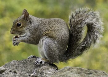 松鼠卡肛門事件被打臉是假的？60歲老翁趕緊澄清打臉再打臉！ 