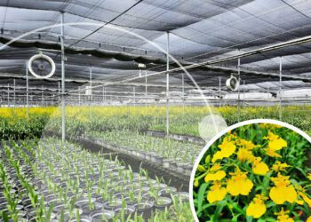 智慧科技助攻臺灣花卉產業向前