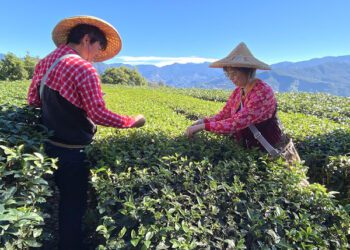 一盞茶的旅程 走讀嘉義阿里山到朴子老街的風土人文