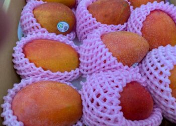 深化臺日食農教育交流 愛文甜蜜滋味驚豔茨城