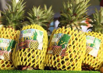 臺灣鳳梨113年銷日近2萬公噸 連續7年供應日本茨城縣3.3萬學童營養午餐